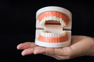 A dentist holds an open jaw anatomy model, showing a full set of teeth and the gum ridge they sit in.